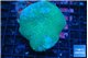 Sarcophyton long polyps 8-14 cm WYSIWYG acclimaté