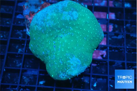 Sarcophyton long polyps 8-14 cm WYSIWYG acclimaté