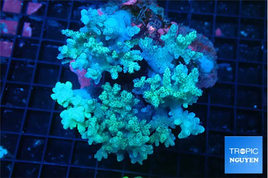 Sinularia long finger 8-14 cm WYSIWYG acclimaté