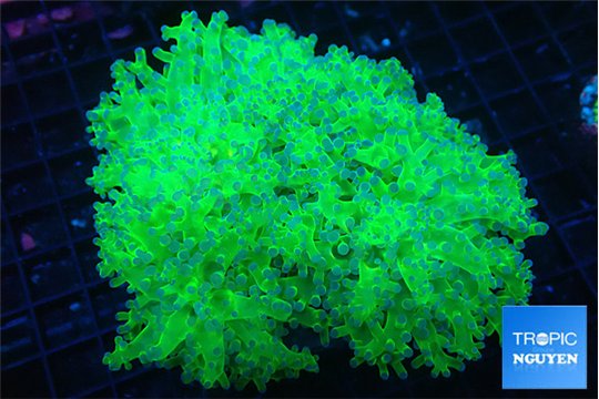 Euphyllia paradivisa green purple 8-12 cm WYSIWYG acclimaté
