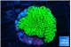 Montipora green 3-4 cm WYSIWYG acclimaté