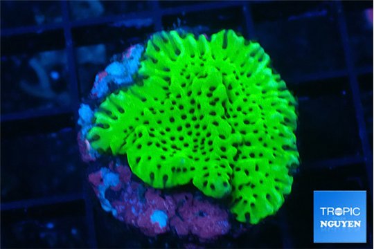 Montipora green 3-4 cm WYSIWYG acclimaté