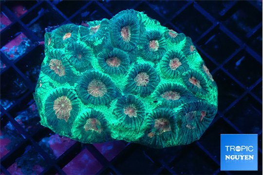 Favia green & orange eyes 5-7 cm WYSIWYG acclimaté