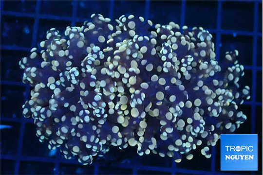 Euphyllia paradivisa orange 7-10 cm WYSIWYG acclimaté