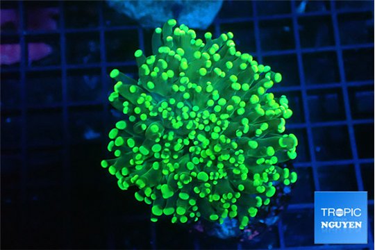 Euphyllia yaeyamaensis green 4-7 cm WYSIWYG acclimaté