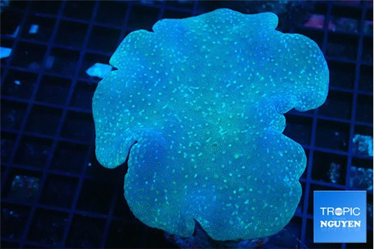 Sarcophyton long polyps 8-14 cm WYSIWYG acclimaté