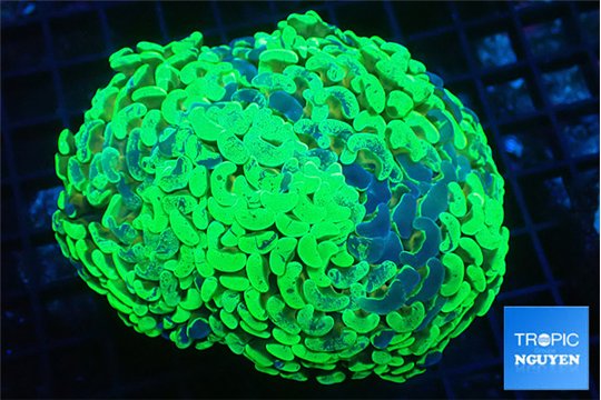 Euphyllia ancora reverse green gold purple 8-14 cm WYSIWYG acclimaté