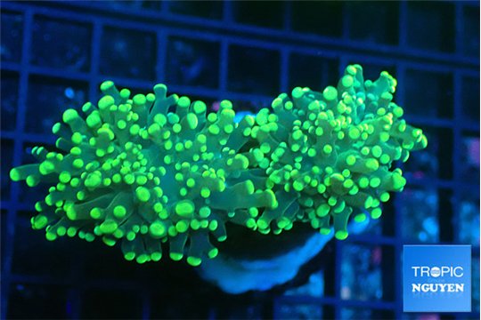 Euphyllia yaeyamaensis green 5-10 cm WYSIWYG acclimaté