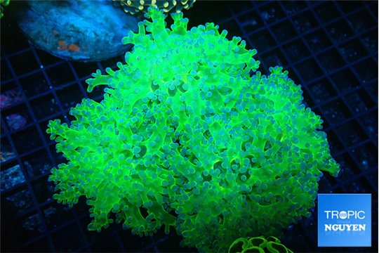 Euphyllia paradivisa green purple 8-12 cm WYSIWYG acclimaté