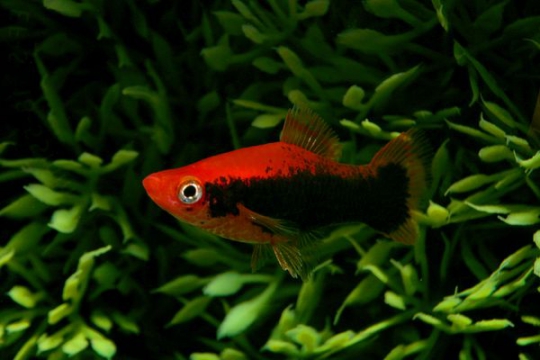 Xipho rouge tuxedo - L