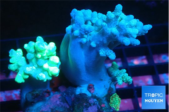 Sinularia long finger 4-8 cm WYSIWYG acclimaté