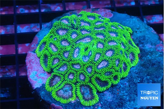 Favia pink & green premium 6-9 cm WYSIWYG acclimaté