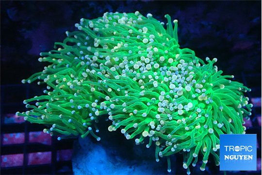 Euphyllia glabrescens green & pink tip torch 7-14 cm WYSIWYG acclimaté