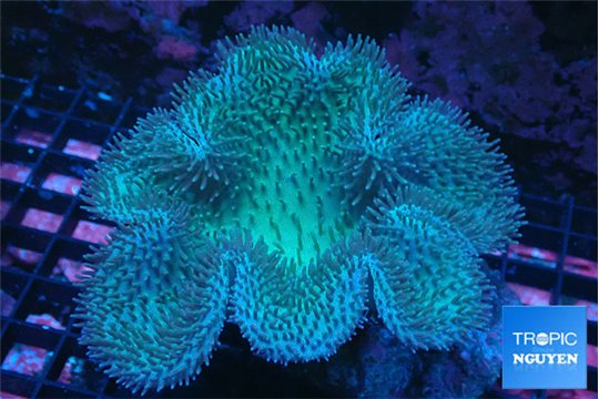 Sarcophyton long polyps 7-11 cm WYSIWYG acclimaté