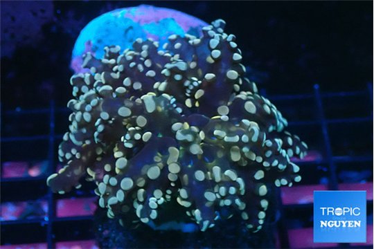 Euphyllia paradivisa orange 4-7 cm WYSIWYG acclimaté