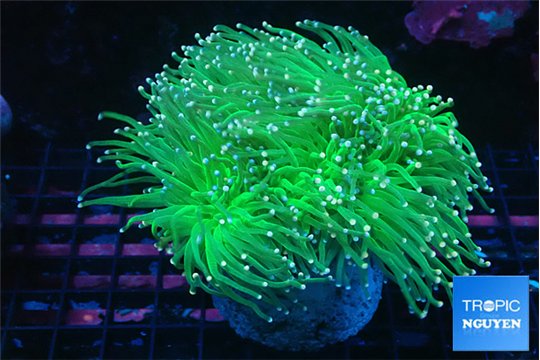 Euphyllia glabrescens green & pink tip torch 7-14 cm WYSIWYG acclimaté