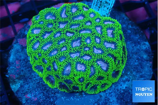 Favia pink & green premium 6-9 cm WYSIWYG acclimaté