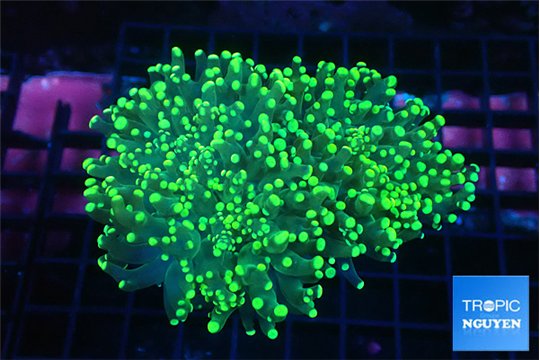 Euphyllia paraancora green & yellow tip 4-8 cm WYSIWYG acclimaté