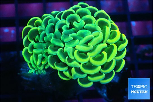 Euphyllia ancora gold green 5-8 cm WYSIWYG acclimaté