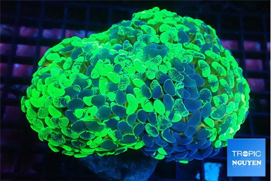 Euphyllia ancora reverse green gold purple 7-12 cm WYSIWYG acclimaté