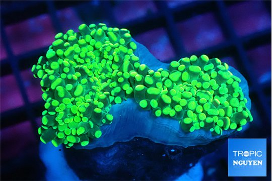 Euphyllia paraancora green & yellow tip 4-8 cm WYSIWYG acclimaté