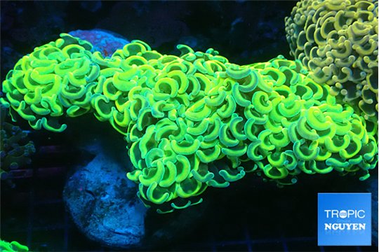 Euphyllia ancora gold 8-12 cm WYSIWYG acclimaté