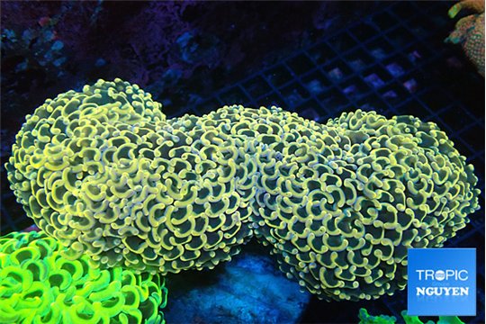 Euphyllia ancora orange 16-20 cm WYSIWYG acclimaté