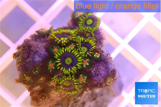 Zoanthus mix color 2-4 cm WYSIWYG acclimaté