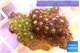 Zoanthus mix color 3-4 cm WYSIWYG acclimaté