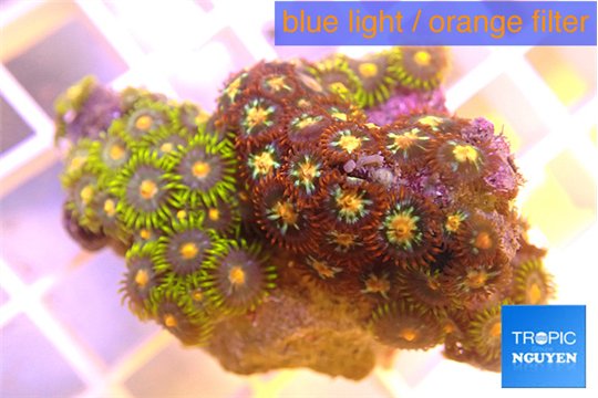 Zoanthus mix color 3-4 cm WYSIWYG acclimaté