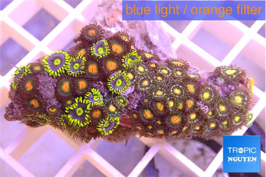 Zoanthus tricolor 3-5 cm WYSIWYG acclimaté