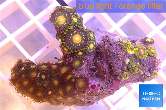 Zoanthus mix color 3-4 cm WYSIWYG acclimaté