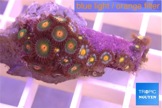 Zoanthus orange 3-4 cm WYSIWYG acclimaté