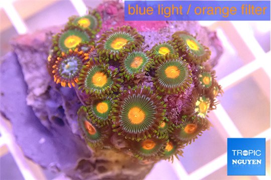 Zoanthus sunset kiwi 3-4 cm WYSIWYG acclimaté