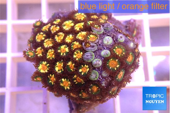 Zoanthus orange fusion 3-4 cm WYSIWYG acclimaté