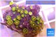 Zoanthus sunset kiwi 3-4 cm WYSIWYG acclimaté