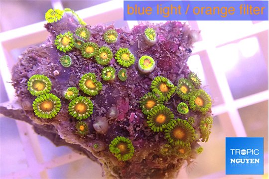 Zoanthus sunset kiwi 3-4 cm WYSIWYG acclimaté