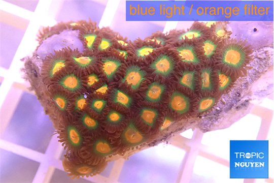 Zoanthus orange 3-4 cm WYSIWYG acclimaté