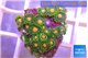 Zoanthus sunset kiwi 3-4 cm WYSIWYG acclimaté