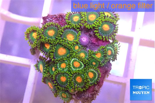 Zoanthus sunset kiwi 3-4 cm WYSIWYG acclimaté