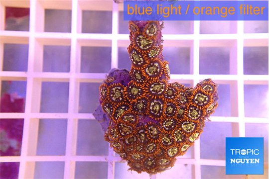 Zoanthus red gold 3-5 cm WYSIWYG acclimaté