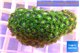 Zoanthus green 3-5 cm WYSIWYG acclimaté