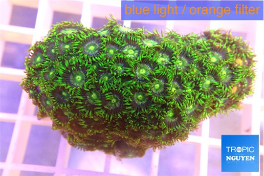 Zoanthus green 3-5 cm WYSIWYG acclimaté