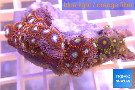 Zoanthus oxyoides 4-5 cm WYSIWYG acclimaté