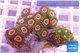 Zoanthus rainbow 4-5 cm WYSIWYG acclimaté