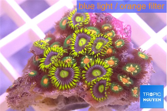 Zoanthus magician blue + Zoanthus orange fusion 3-4 cm WYSIWYG acclimaté