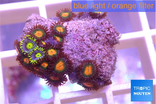 Zoanthus orange fusion + Zoanthus magician blue 2-3 cm WYSIWYG acclimaté