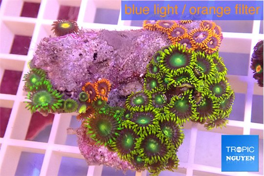 Zoanthus magician blue + Zoanthus oxyoides 3-4 cm WYSIWYG acclimaté