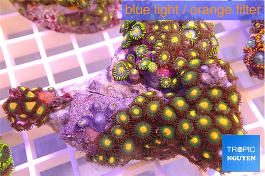 Zoanthus orange 4-6 cm WYSIWYG acclimaté