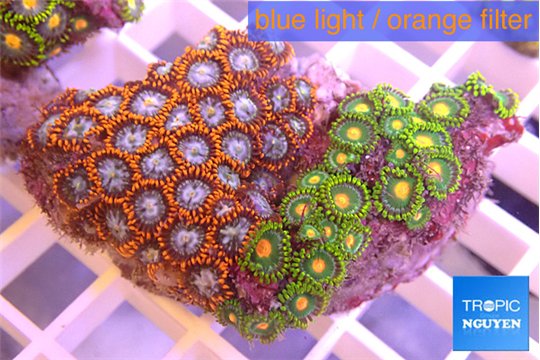 Zoanthus oxyoides + Zoanthus sunset kiwi 4-6 cm WYSIWYG acclimaté